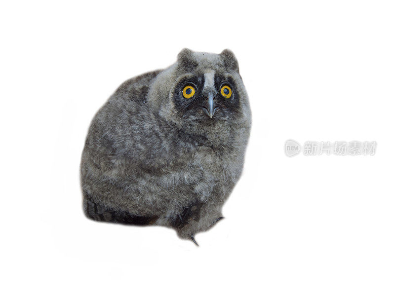 小长耳猫头鹰(Asio otus)